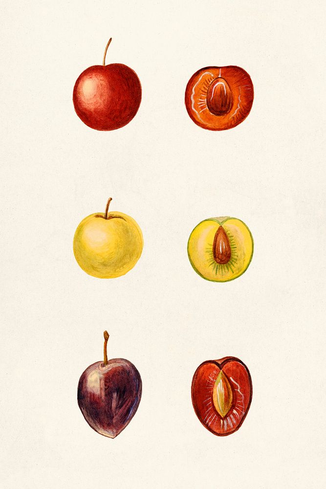 Cherry Plum (Prunus Cerasifera var. Divaricata) n.d. Original from U.S. Department of Agriculture Pomological Watercolor…