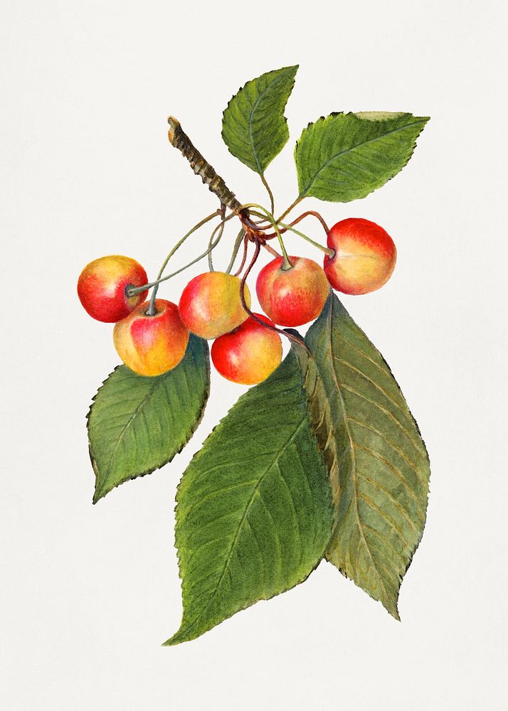Delicious cherries in a branch illustration. Digitally enhanced illustration from U.S. Department of Agriculture Pomological…
