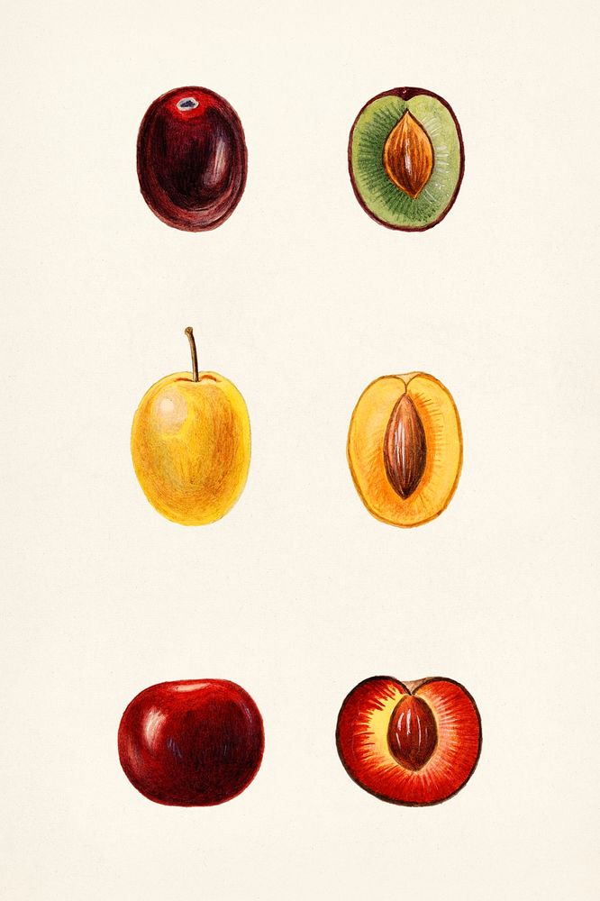 Vintage cherry plums illustration mockup. Digitally enhanced illustration from U.S. Department of Agriculture Pomological…
