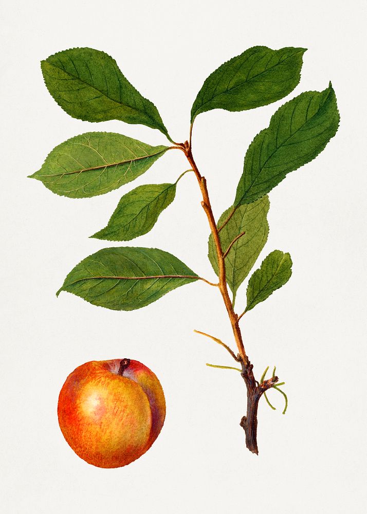 Vintage plum and twig illustration. Digitally enhanced illustration from U.S. Department of Agriculture Pomological…