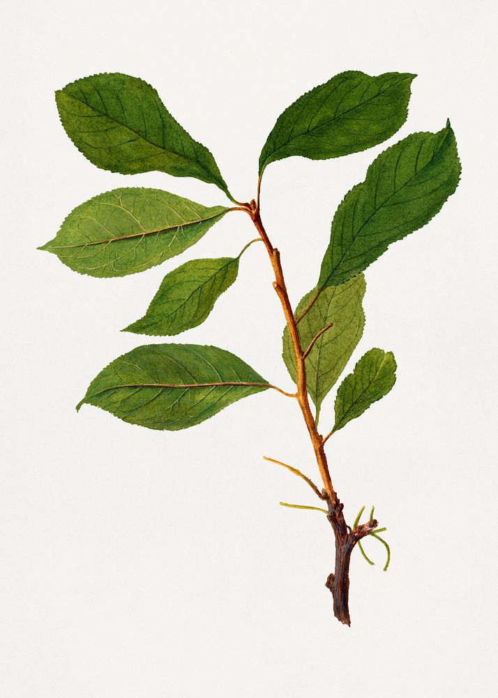 Tree twig with green leaves. Digitally enhanced illustration from U.S. Department of Agriculture Pomological Watercolor…