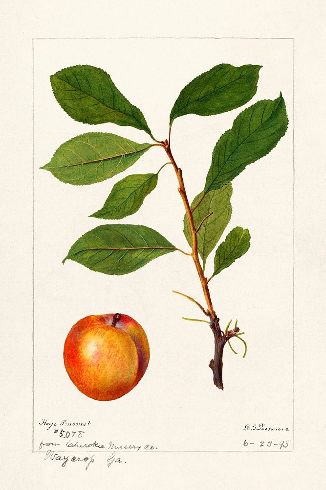 Vintage plum and plum twig illustration mockup. Digitally enhanced illustration from U.S. Department of Agriculture…