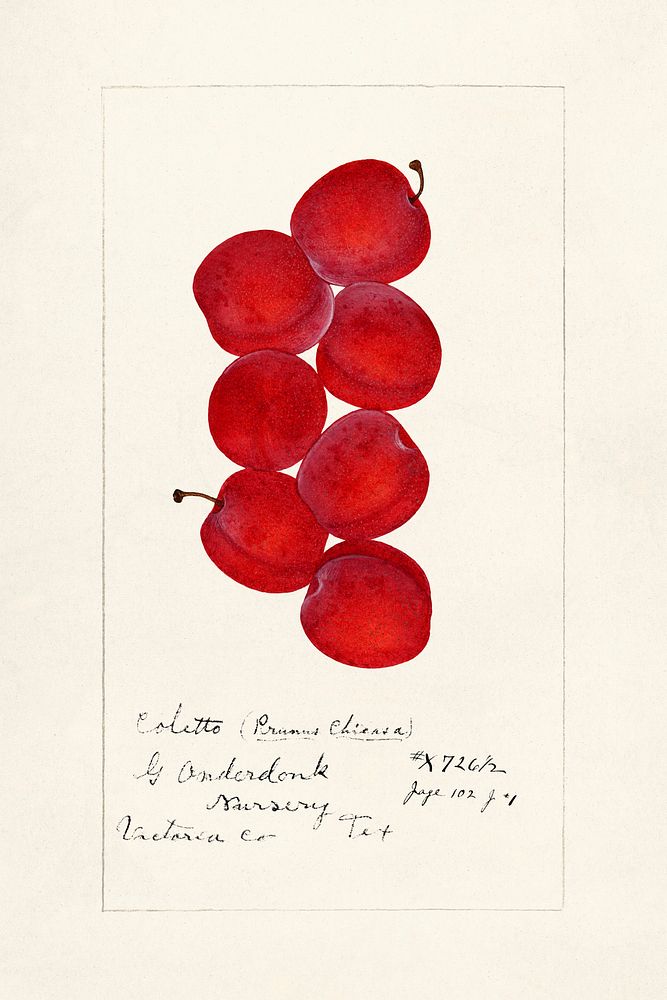Plums (Prunus Domestica) (1888).  Original from U.S. Department of Agriculture Pomological Watercolor Collection. Rare and…