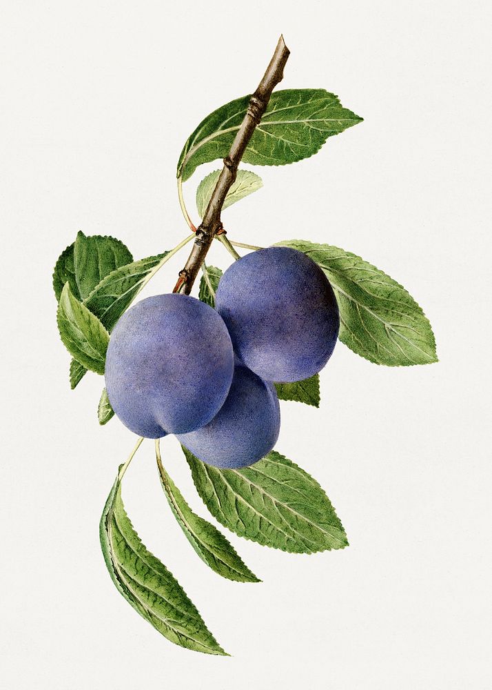 Delicious purple plum in a branch illustration. Digitally enhanced illustration from U.S. Department of Agriculture…