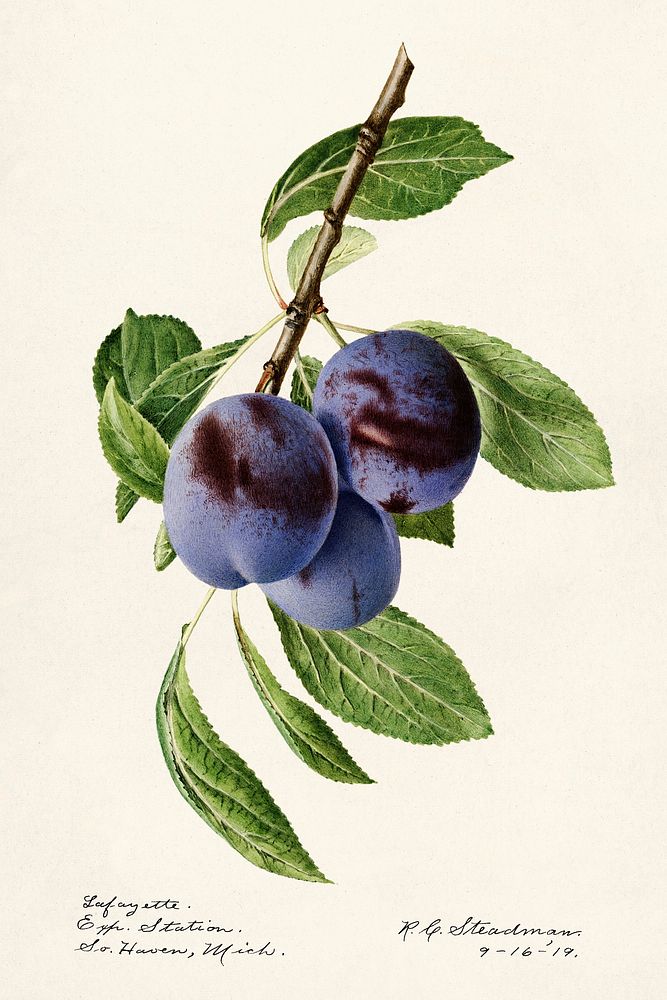 Plums (Prunus Domestica) (1919) by Royal Charles Steadman. Original from U.S. Department of Agriculture Pomological…