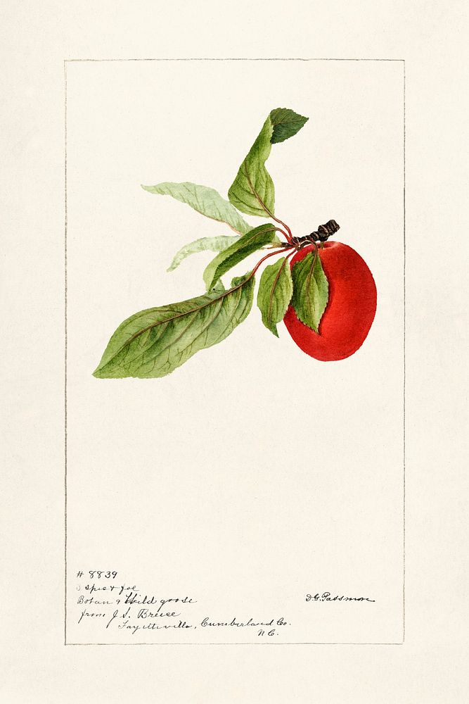 Plum (Prunus Domestica) (1895) by Deborah Griscom Passmore. Original from U.S. Department of Agriculture Pomological…