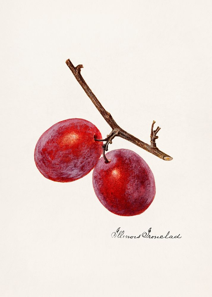 Plum (Prunus Domestica) n.d. Original from U.S. Department of Agriculture Pomological Watercolor Collection. Rare and…