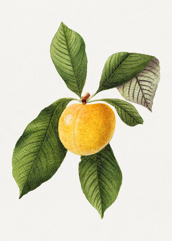 Delicious yellow plum, mirabelle in a branch illustration. Digitally enhanced illustration from U.S. Department of…