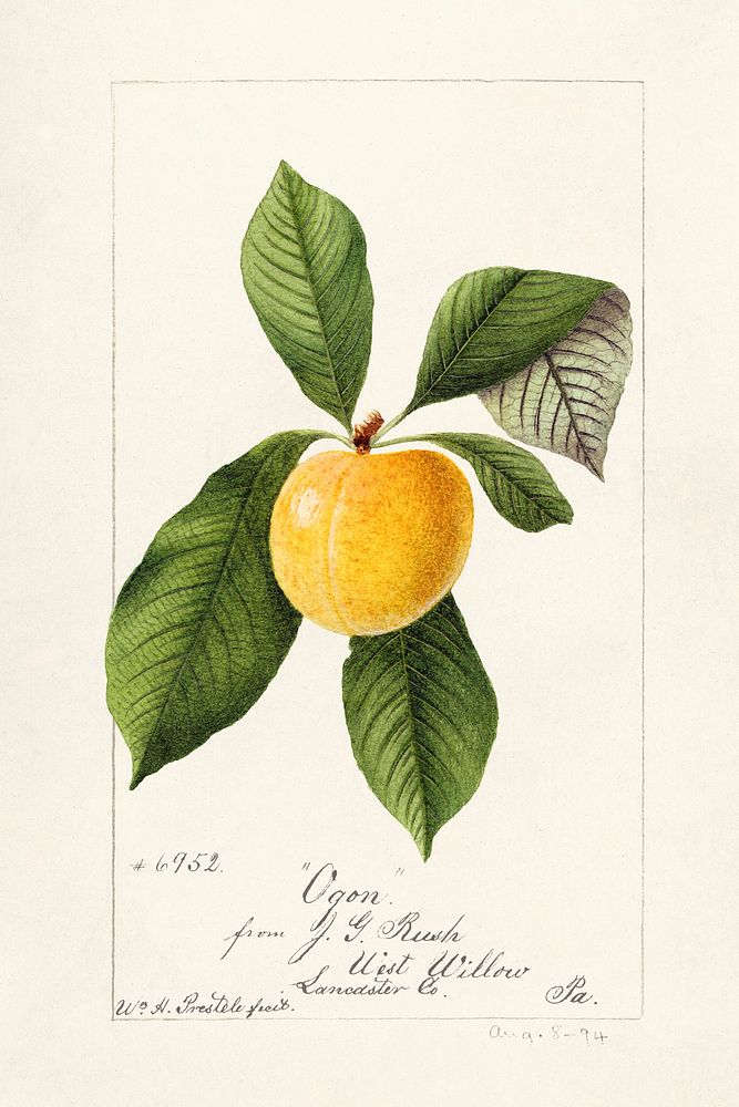 Plum (Prunus Domestica) (1894) by William Henry Prestele. Original from U.S. Department of Agriculture Pomological…