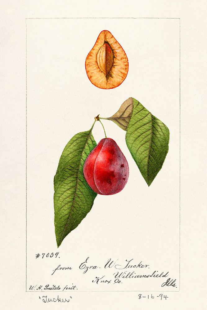 Plums (Prunus Domestica) (1894) by William Henry Prestele. Original from U.S. Department of Agriculture Pomological…