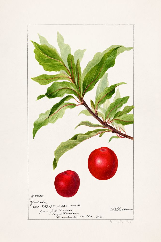 Plums (Prunus Domestica) (1895) by Deborah Griscom Passmore. Original from U.S. Department of Agriculture Pomological…