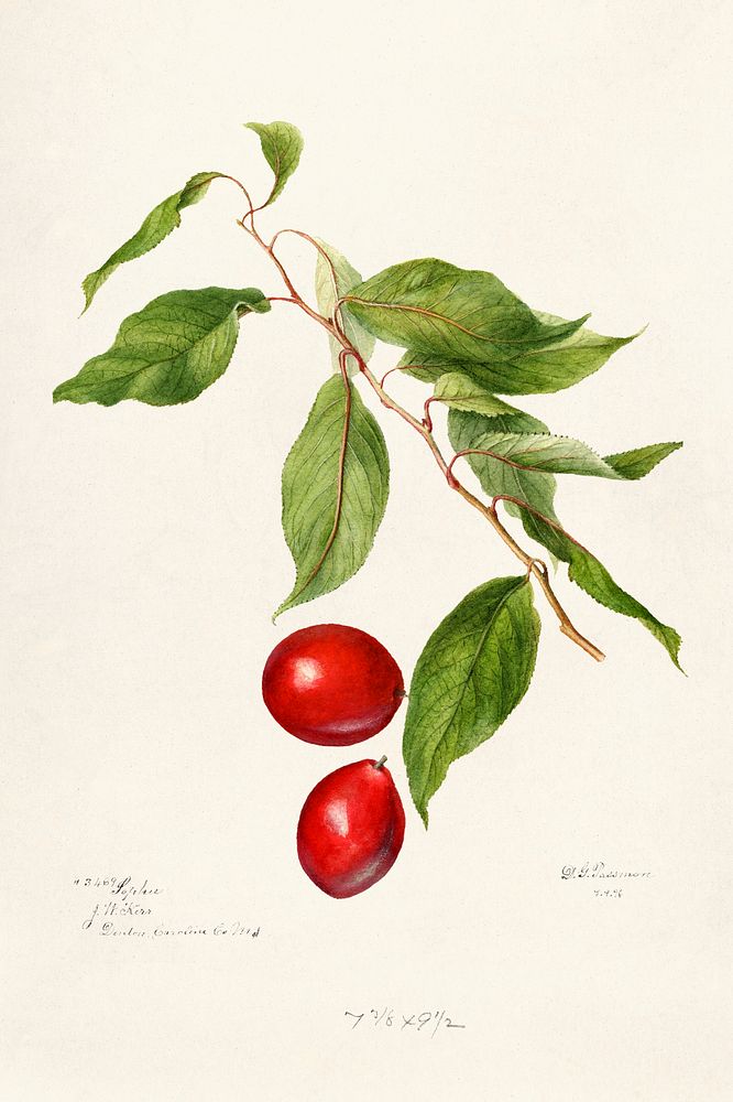 Plums (Prunus Domestica) (1896) by Deborah Griscom Passmore. Original from U.S. Department of Agriculture Pomological…