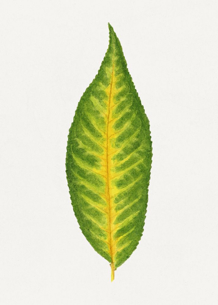 Vintage peach leaf illustration. Digitally enhanced illustration from U.S. Department of Agriculture Pomological Watercolor…