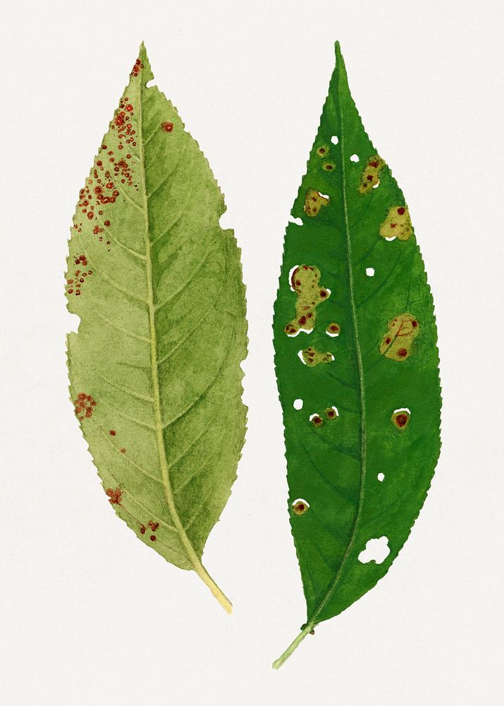 Vintage peach leaves illustration. Digitally enhanced illustration from U.S. Department of Agriculture Pomological…
