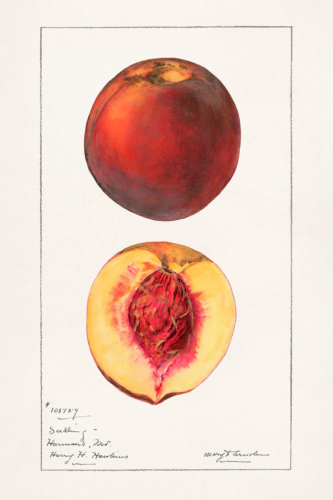 Peaches (Prunus Persica) byMary Daisy Arnold (1873-1955). Original from U.S. Department of Agriculture Pomological…