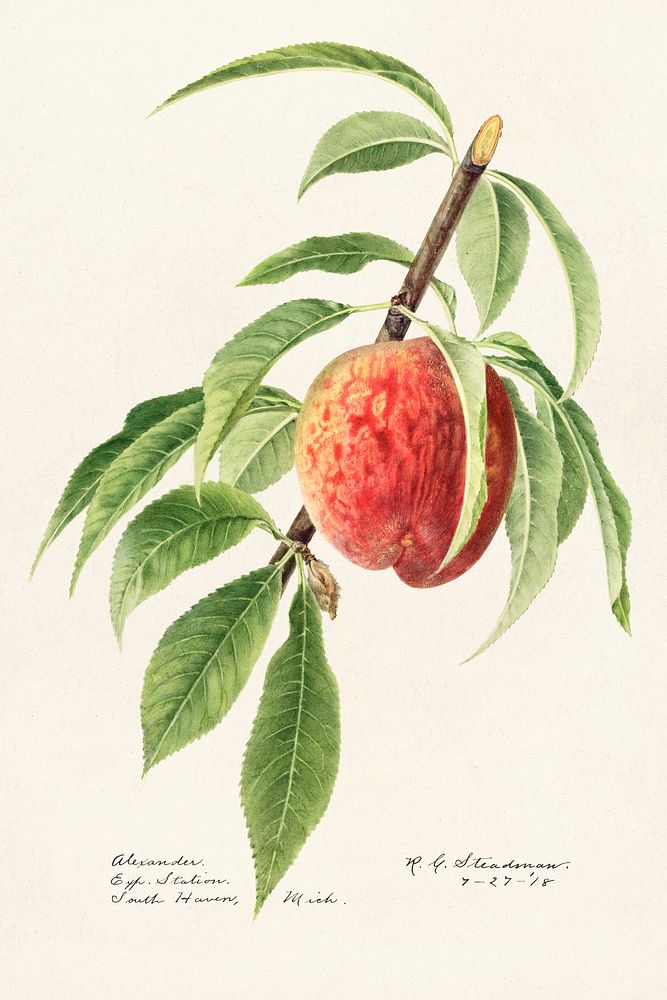 Peach twig (Prunus Persica) (1918) by Royal Charles Steadman. Original from U.S. Department of Agriculture Pomological…