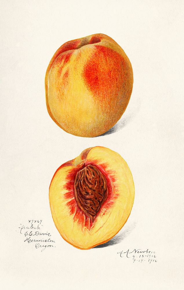 Peaches (Prunus Persica) (1900) byDeborah Griscom Passmore. Original from U.S. Department of Agriculture Pomological…