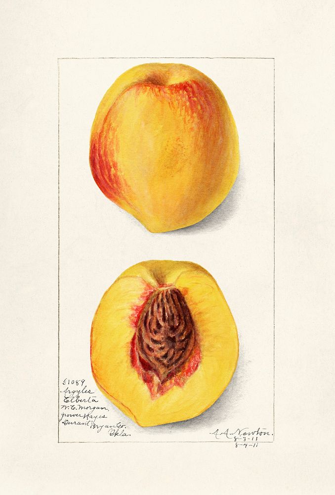 Peaches (Prunus Persica) (1911) by Amanda Almira Newton. Original from U.S. Department of Agriculture Pomological Watercolor…