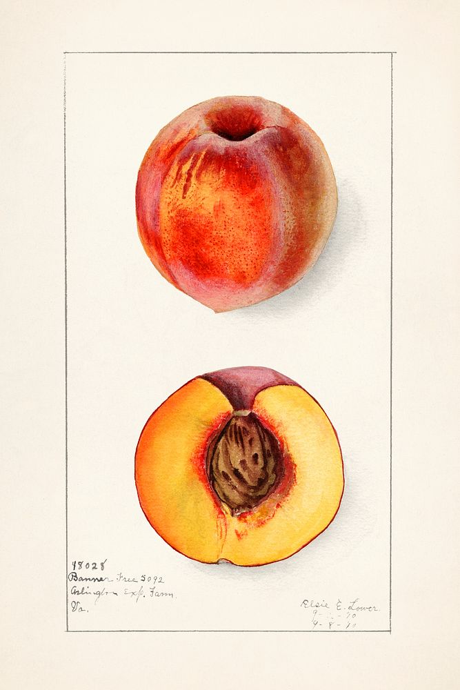 Peaches (Prunus Persica) (1910) by Elsie E. Lower. Original from U.S. Department of Agriculture Pomological Watercolor…