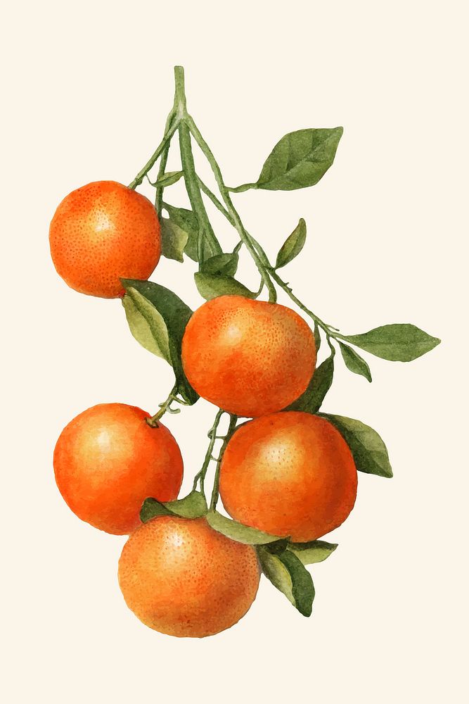 Vintage branch of citrus fruit illustration vector. Digitally enhanced illustration from U.S. Department of Agriculture…