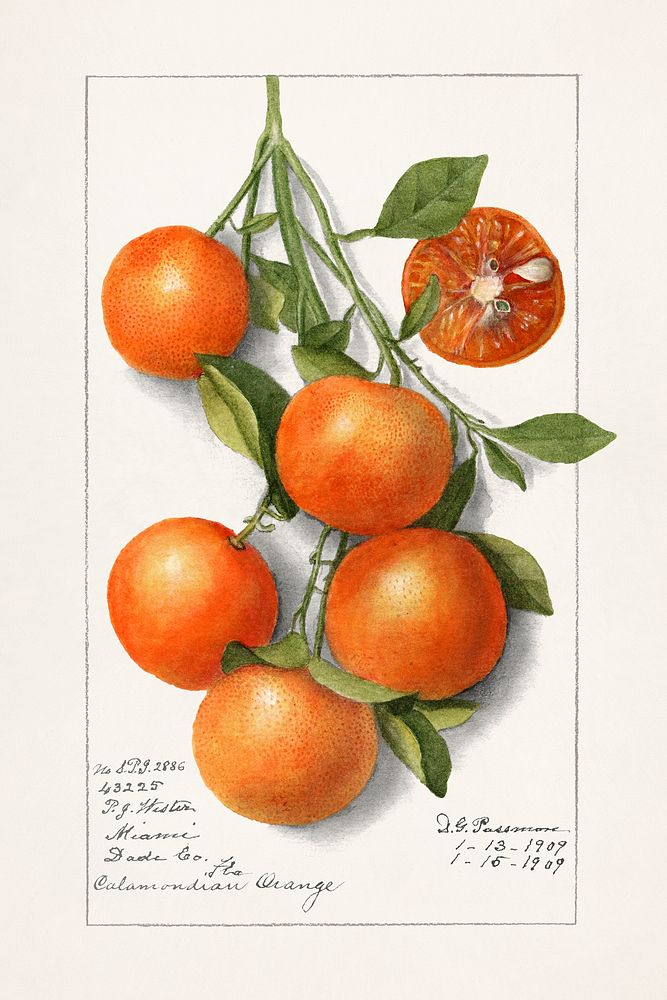 Oranges (Calamondian) (1919) by Deborah Griscom Passmore. Original from U.S. Department of Agriculture Pomological…