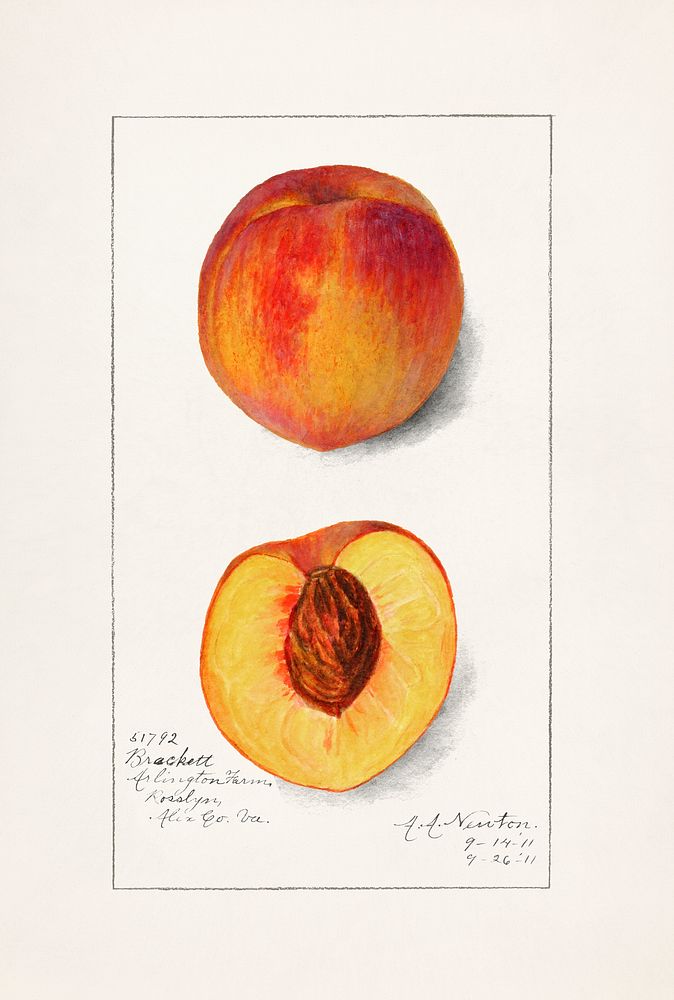 Peaches (Prunus Persica) (1911) byAmanda Almira Newton. Original from U.S. Department of Agriculture Pomological Watercolor…