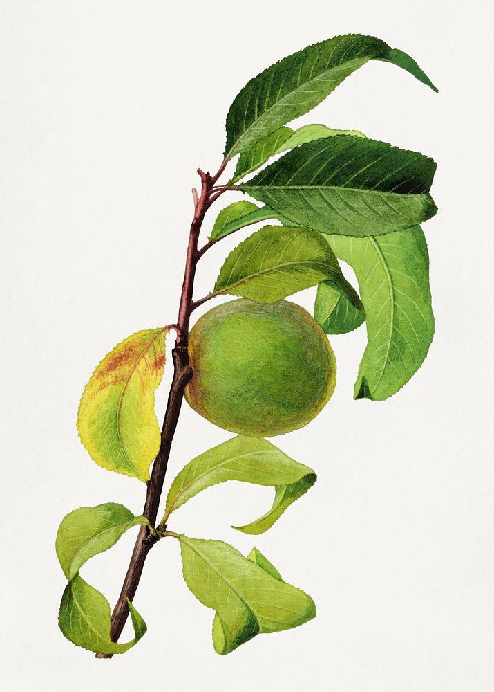 Vintage peach branch illustration. Digitally enhanced illustration from U.S. Department of Agriculture Pomological…