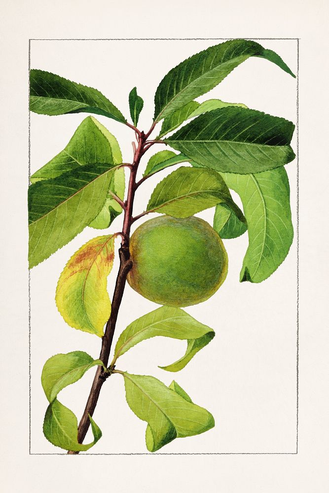 Peach (Prunus Persica) (1909) by James Marion Shull. Original from U.S. Department of Agriculture Pomological Watercolor…