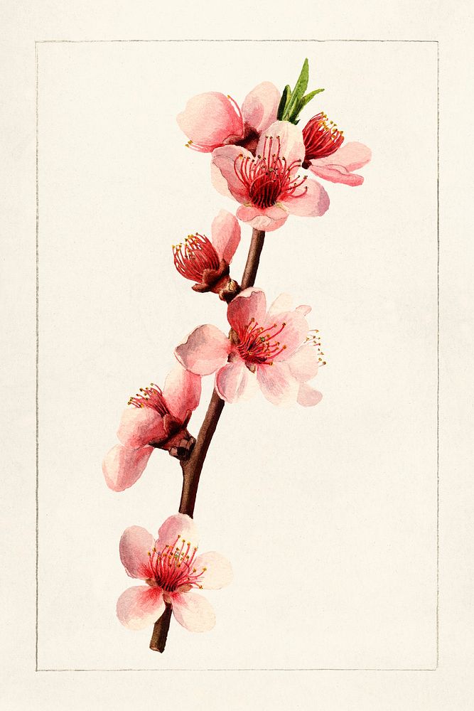Peach (Prunus Persica) (1910) by James Marion Shull. Original from U.S. Department of Agriculture Pomological Watercolor…