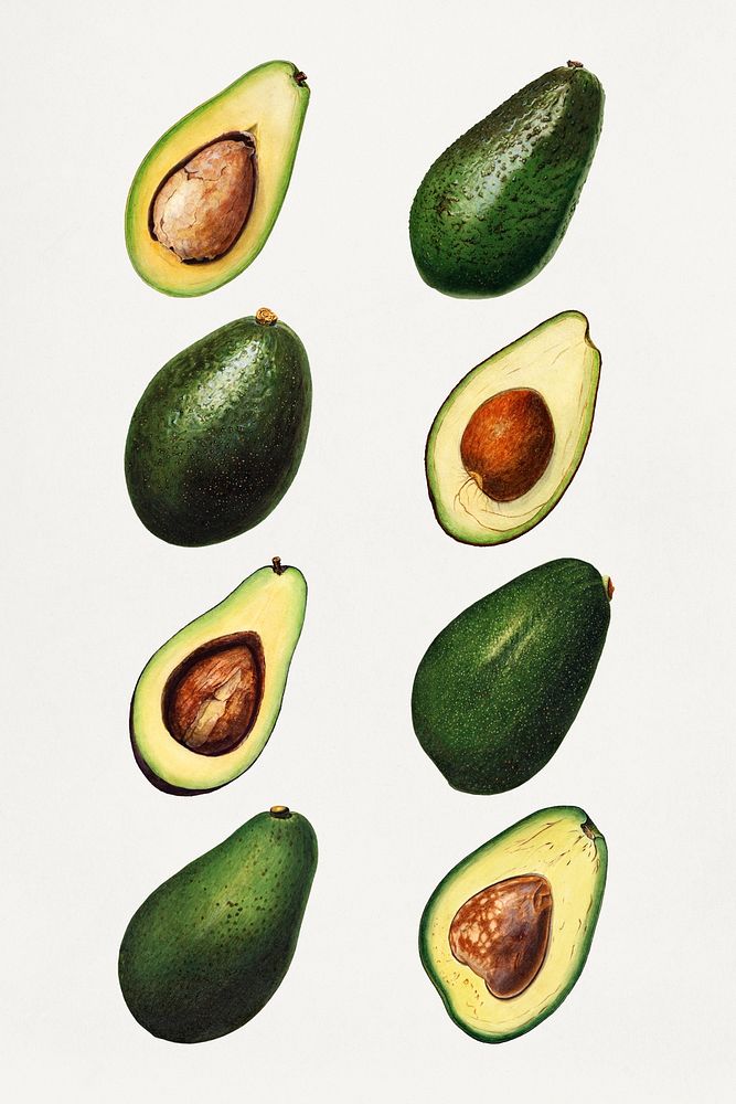 Detailed hand drawn fresh avocado set