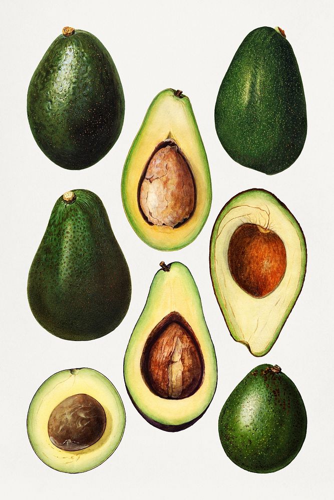 Detailed hand drawn fresh avocado set