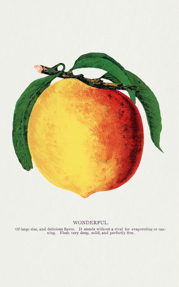 Wonderful peach lithograph.  Digitally enhanced from our own original 1900 edition plates of Botanical Specimen published by…