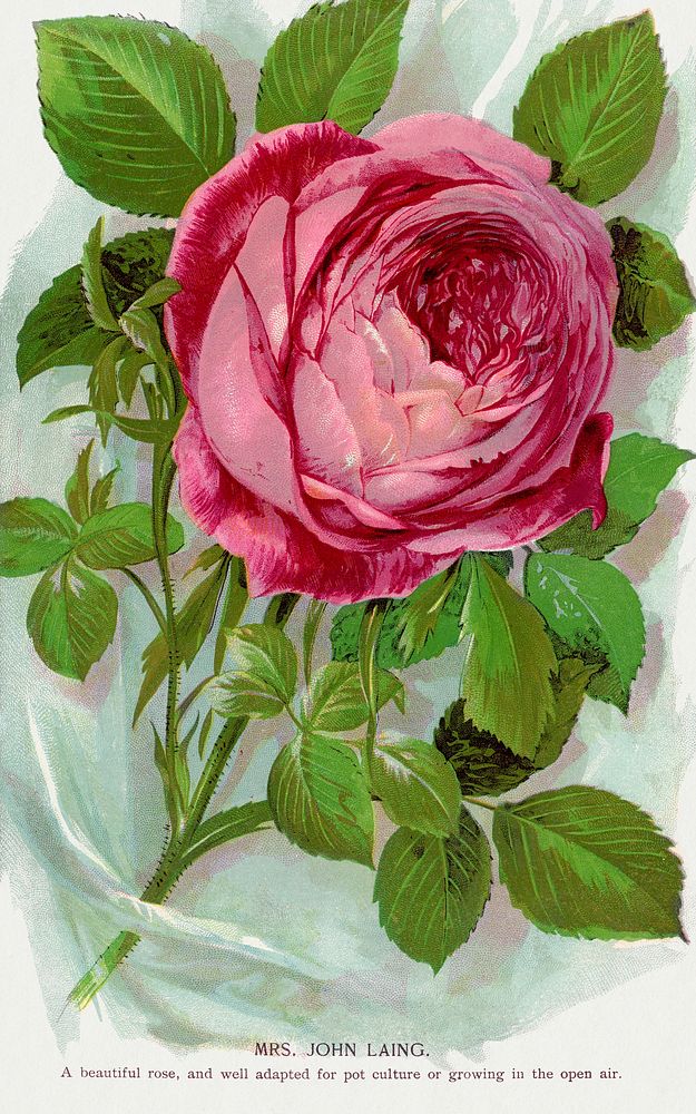 Pink rose, Mrs John Laing lithograph.  Digitally enhanced from our own original 1900 edition plates of Botanical Specimen…