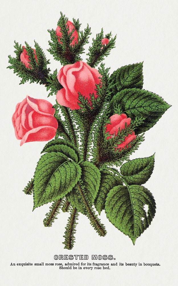 Pink roses, Crested Moss lithograph.  Digitally enhanced from our own original 1900 edition plates of Botanical Specimen…