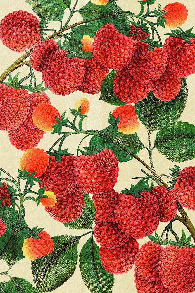 Red raspberry background, vintage illustration 