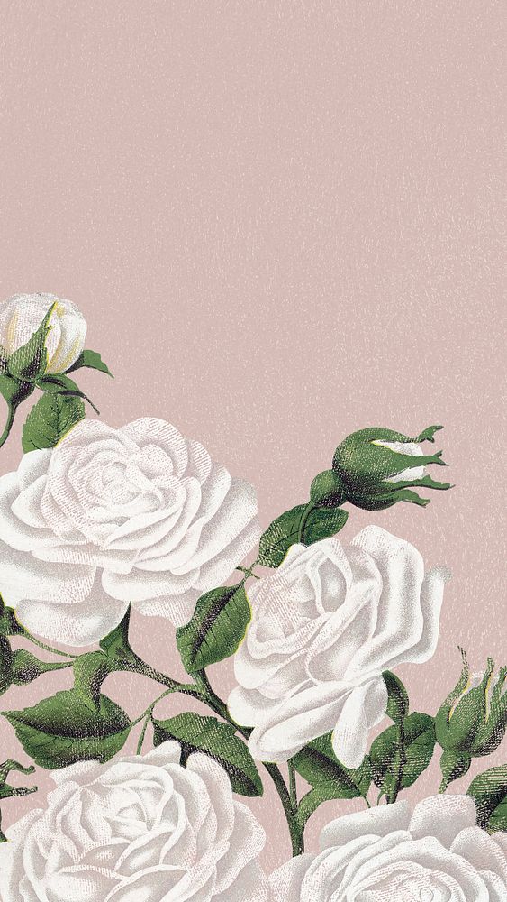 White rose phone wallpaper, aesthetic background