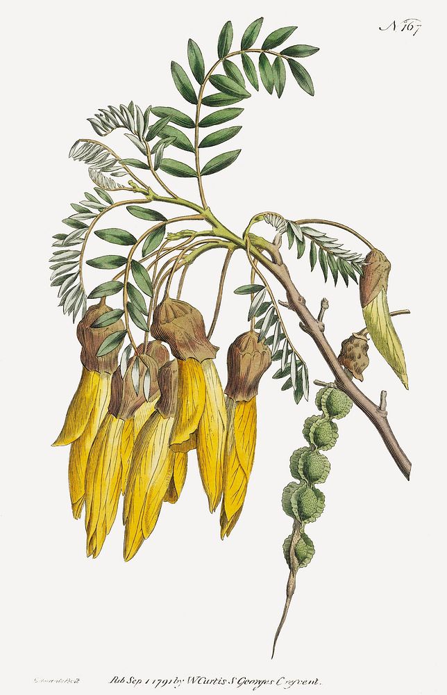 Sophora tetraptera (1791) engraving in high resolution by the famous Sydenham Edwards. Original from Museum of New Zealand.…