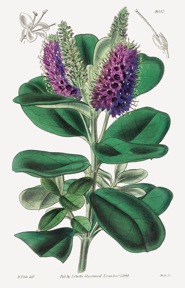 Veronica Speciosa (1843) by Walter Fitch. Original from Museum of New Zealand. Digitally enhanced by rawpixel.