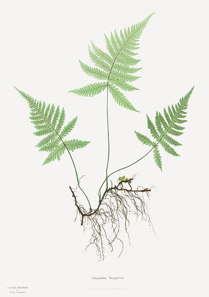 Ferns of Great Britain and Ireland: Polypodium Phegopteris (ca. 1855&ndash;1856) by Henry Bradbury. Original from The…
