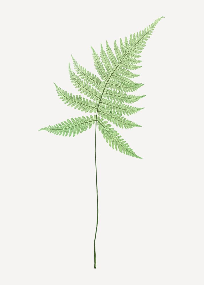 Vintage fern leaf psd illustration, remix from artworks by Henry Bradbury