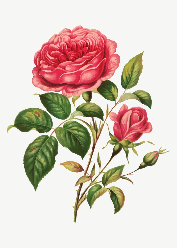 Vintage rose flower botanical illustration vector, remix from artworks by L. Prang & Co.