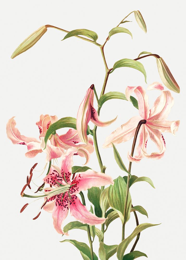Vintage pink lily flower botanical illustration, remix from artworks by L. Prang & Co.