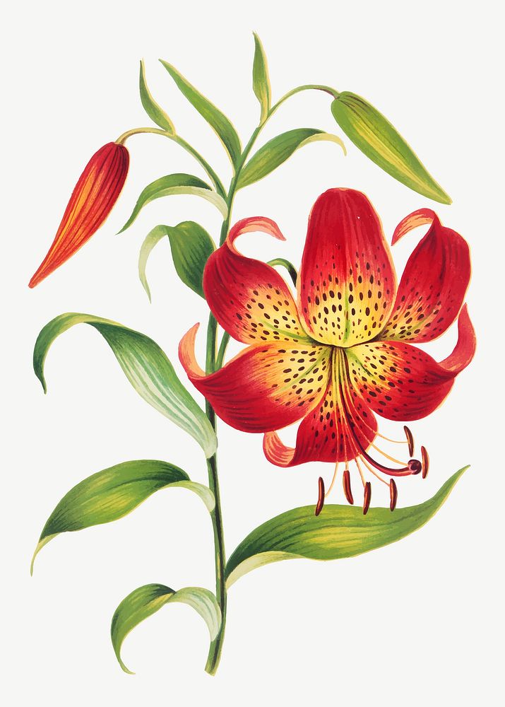 Vintage red lily flower botanical illustration vector, remix from artworks by L. Prang & Co.