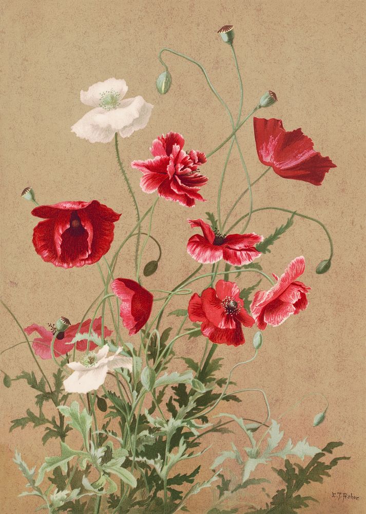 Poppies (1886) in high resolution by L. Prang & Co. Original from The Library of Congress. Digitally enhanced by rawpixel.
