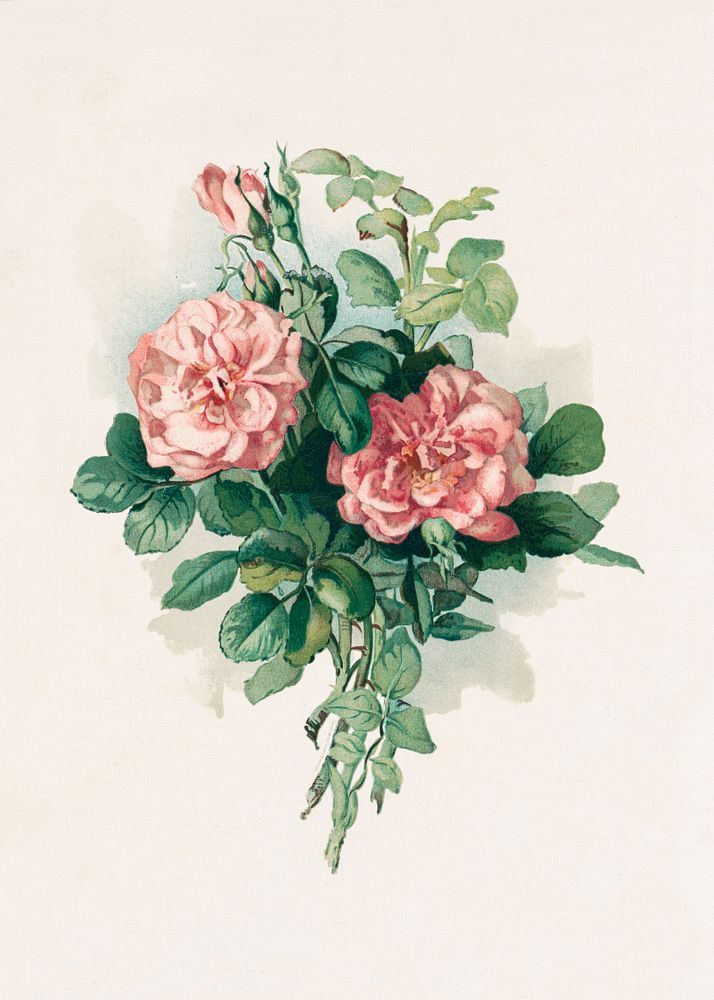 Blush roses (1890) in high resolution by L. Prang & Co. Original from The Library of Congress. Digitally enhanced by…