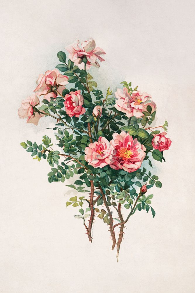Roses (1870) in high resolution by L. Prang & Co. Original from The Library of Congress. Digitally enhanced by rawpixel.