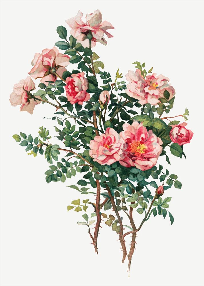 Vintage rose flower illustration psd, remix from artworks by