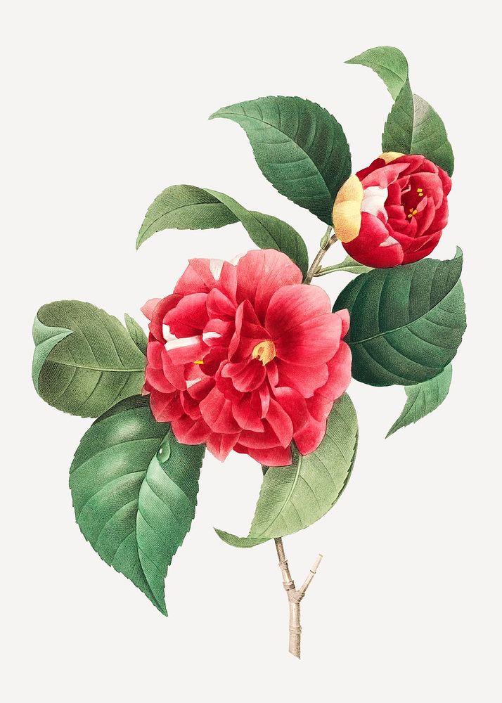 Vintage rose flower illustration psd, remix from artworks by Pierre-Joseph Redout&eacute;