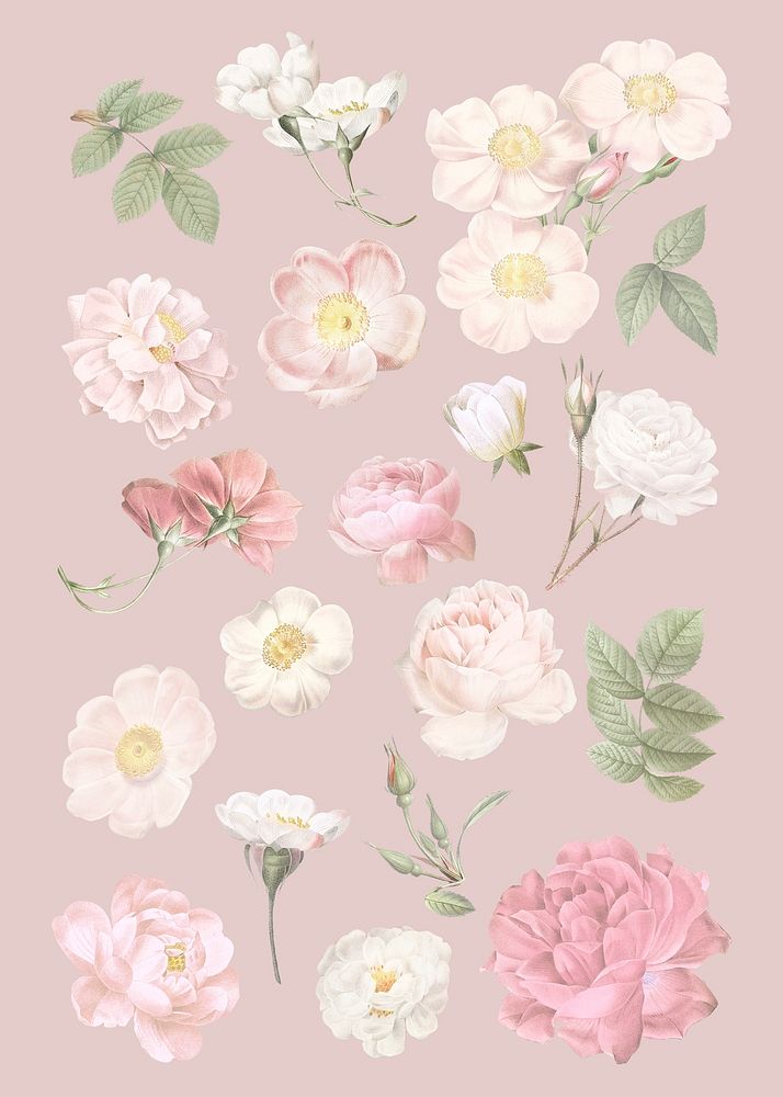Elegant botanical flower collection illustration