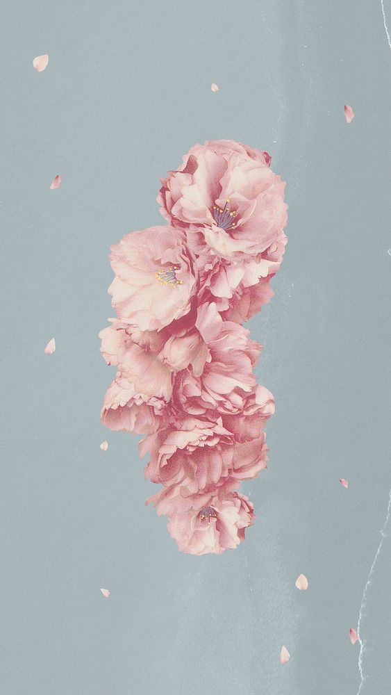Pink cherry flower branch bouquet on blue background
